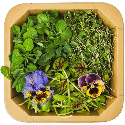 Салатен Микро Микс с Броколи от Ферма Microgreens Bulgaria