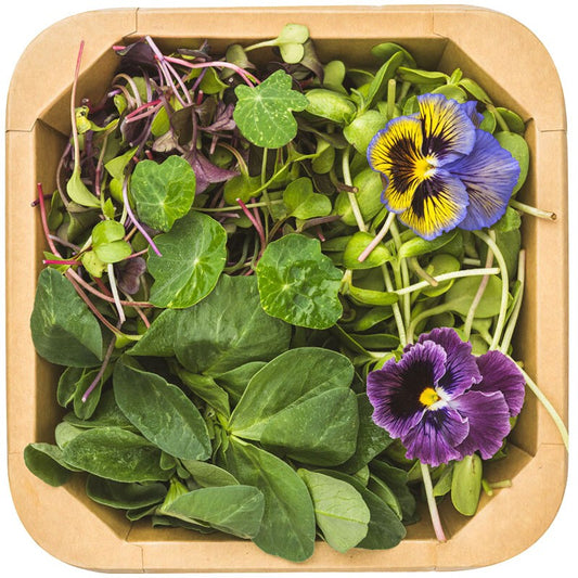 Салатен Микро Микс с Репички от Ферма Microgreens Bulgaria